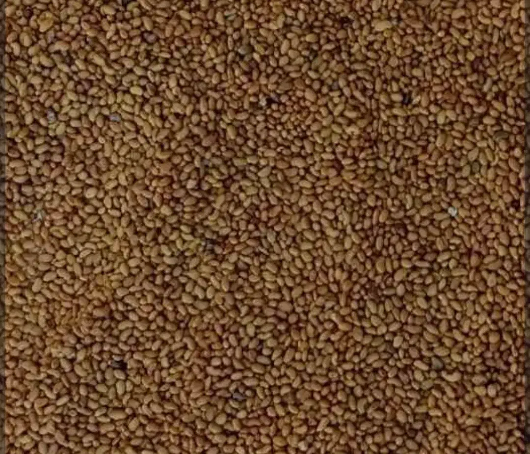 بذر یونجه همدان 60کیلو فروش بصورت یکجا|خدمات باغبانی و درختکاری|انگوت, |دیوار