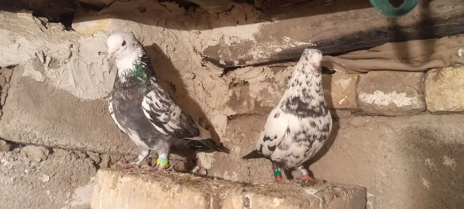 10000|پرنده|سیلوانه, |دیوار