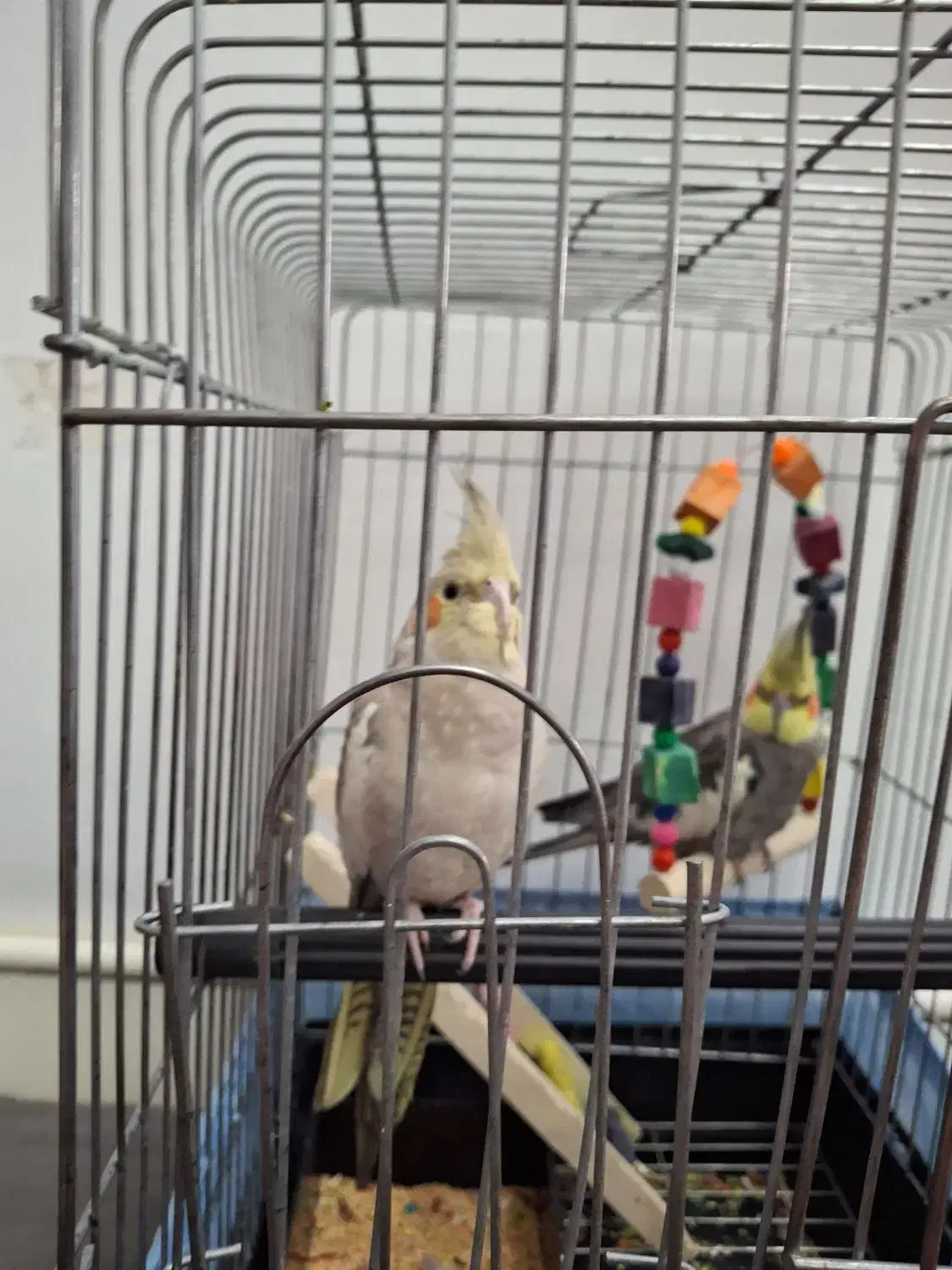 عروس هلندی دستی|پرنده|گلستان (تهران), |دیوار