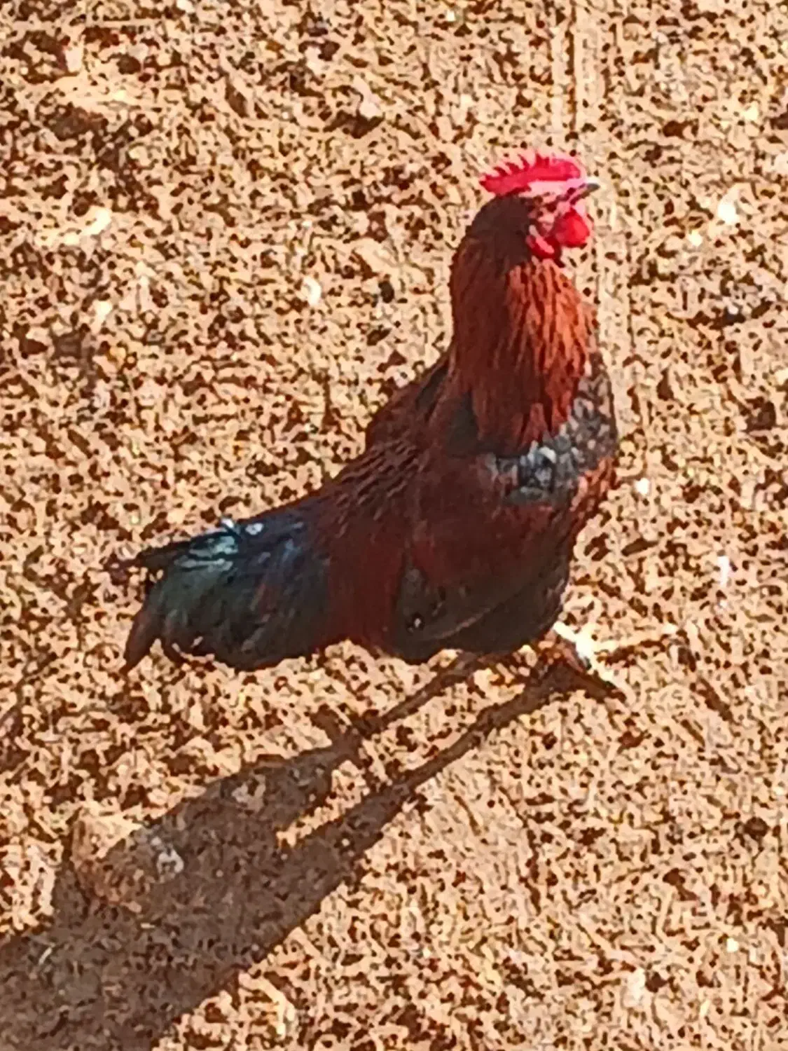 خروس محلی|حیوانات مزرعه|شیروان (خراسان), |دیوار