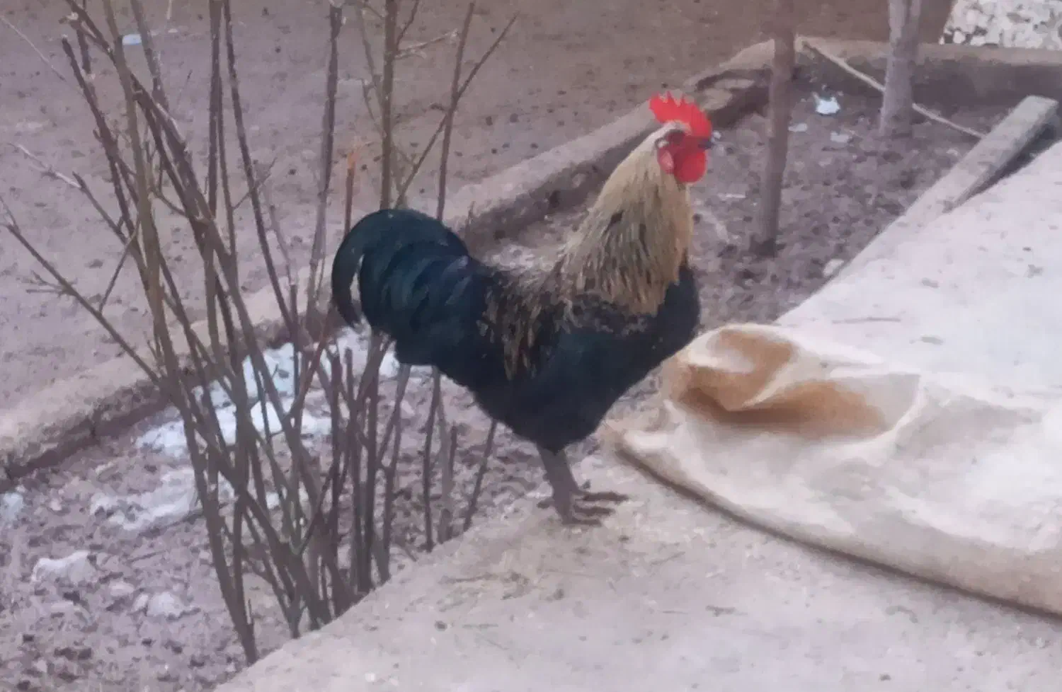 خروس|حیوانات مزرعه|قره چای, |دیوار