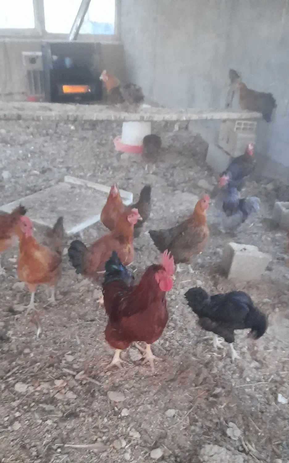 مرغ رسمی تخمگذار|حیوانات مزرعه|مشکین‌دشت, |دیوار