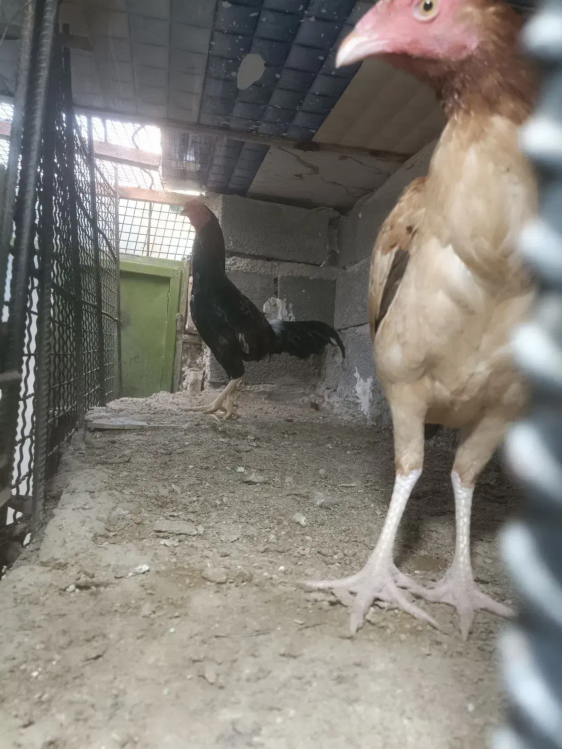 مرغ خروس|حیوانات مزرعه|سراوان, |دیوار