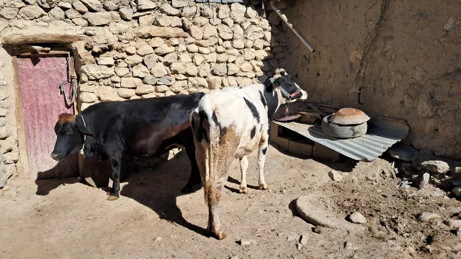 گاو (گوساله)|حیوانات مزرعه|مریوان, |دیوار