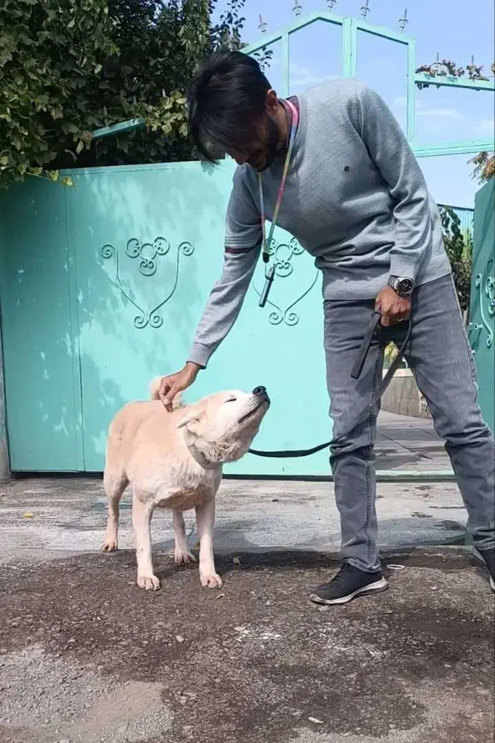 اکیتا ژاپنی نر و ماده اماده|سگ|تهران, ایوانک|دیوار