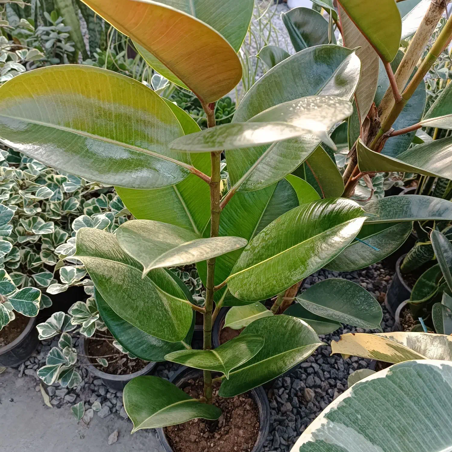 گلهای طبیعی|گل و گیاه طبیعی|گلپایگان, |دیوار