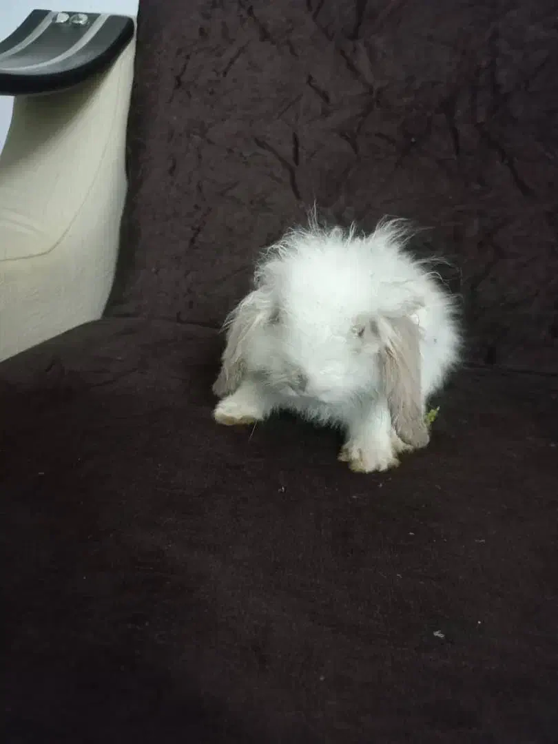 بچه خرگوش لوپ|موش و خرگوش|سیرجان, |دیوار