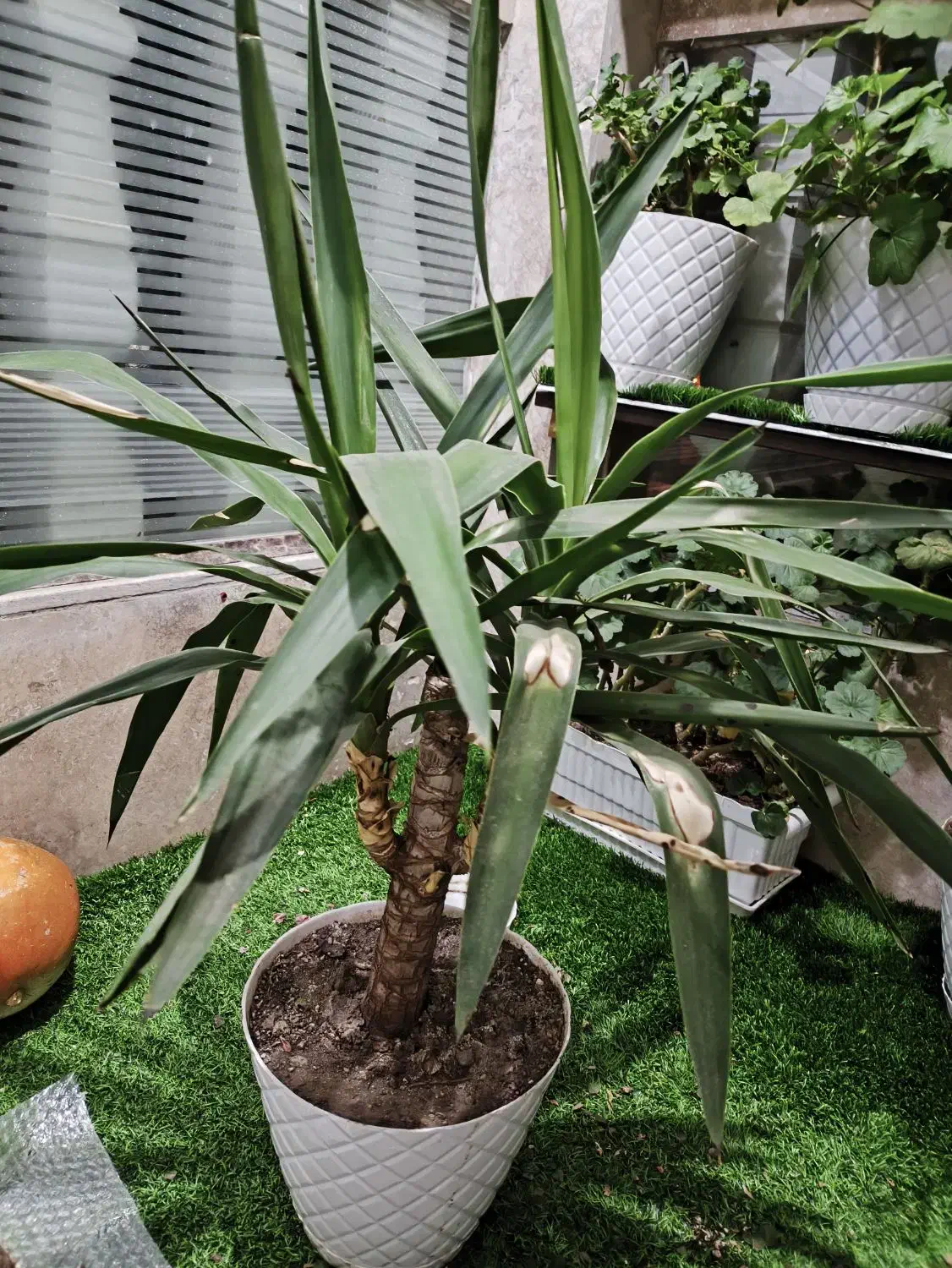 گل طبیعی|گل و گیاه طبیعی|زنجان, |دیوار