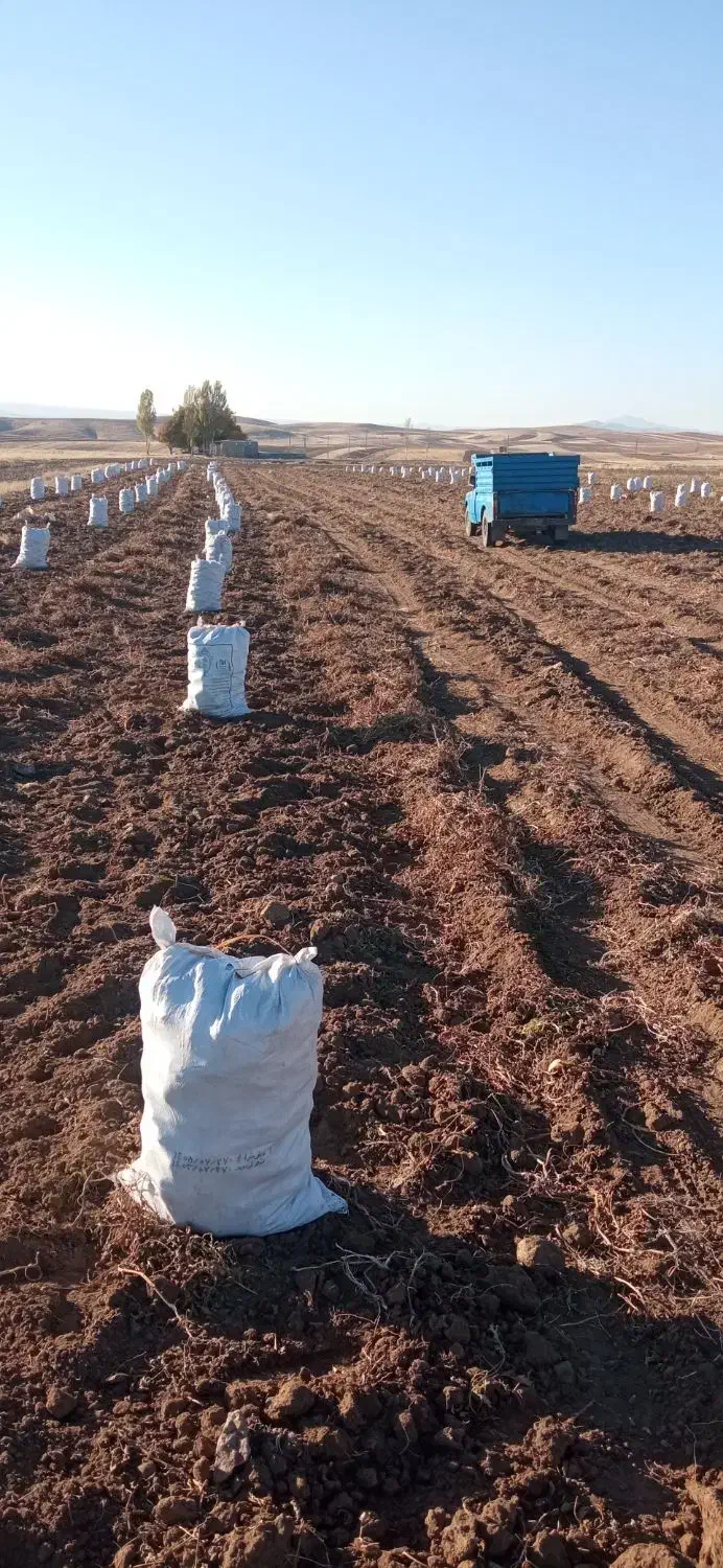 سیب زمینی آذربایجان شرقی|عمدهفروشی|تیکمه داش, |دیوار