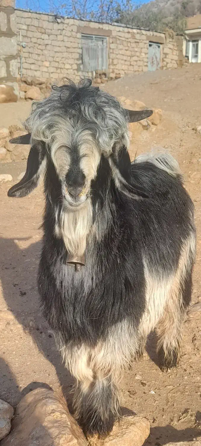 بیگ تختی|حیوانات مزرعه|میانکوه, |دیوار