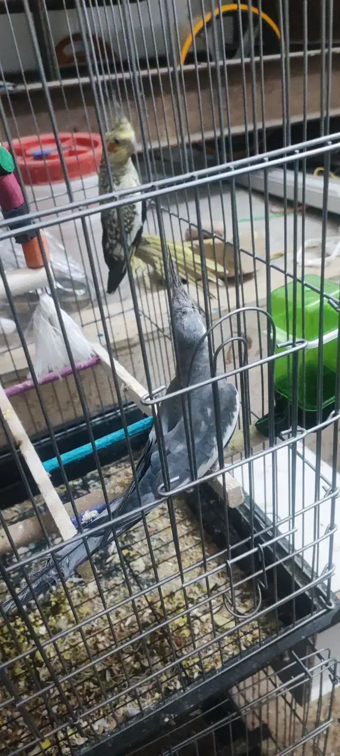 عروس هلندی مولد|پرنده|همدان, |دیوار