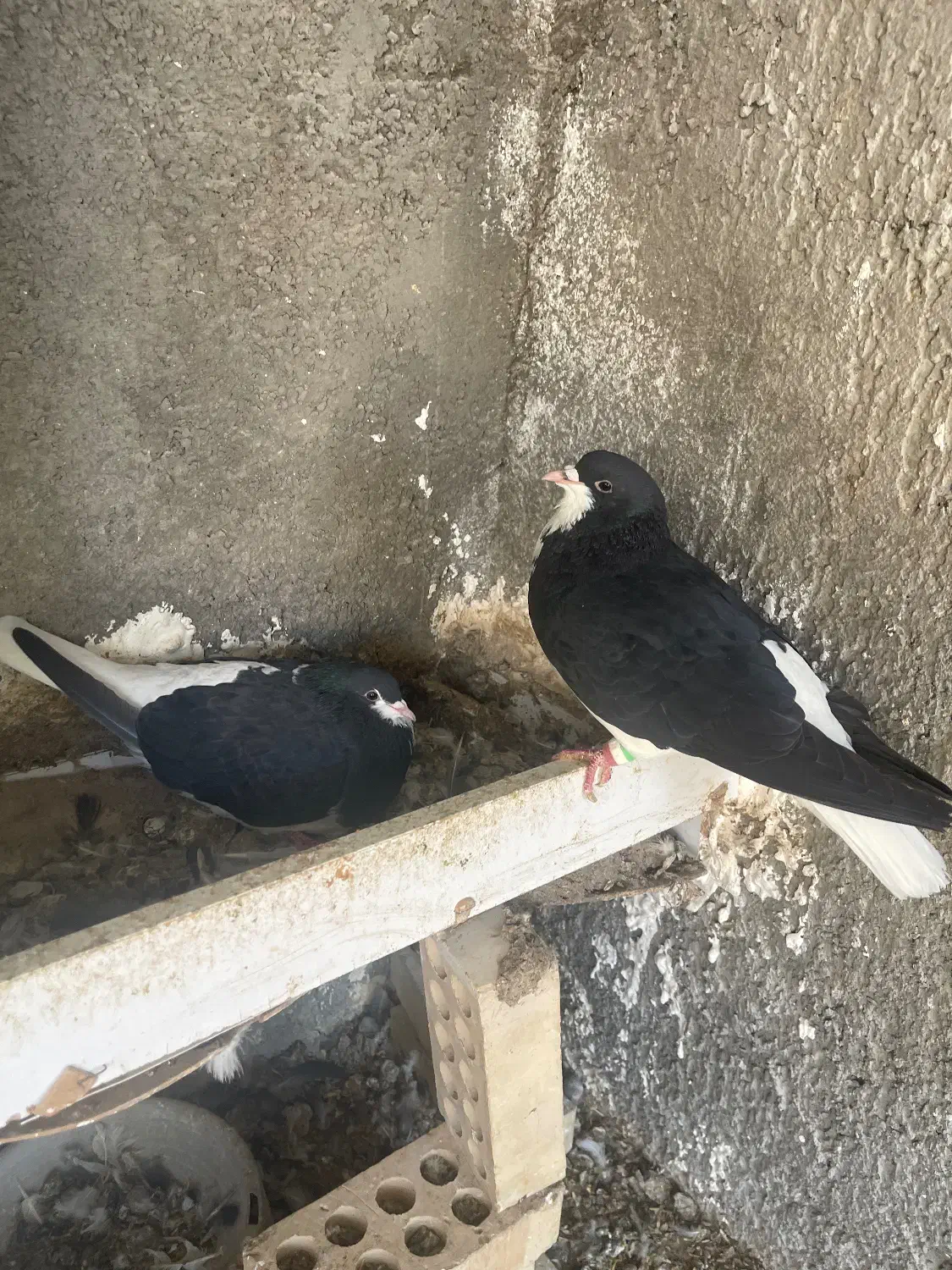 شیرازی|پرنده|شاهینشهر, حافظ جنوبی|دیوار