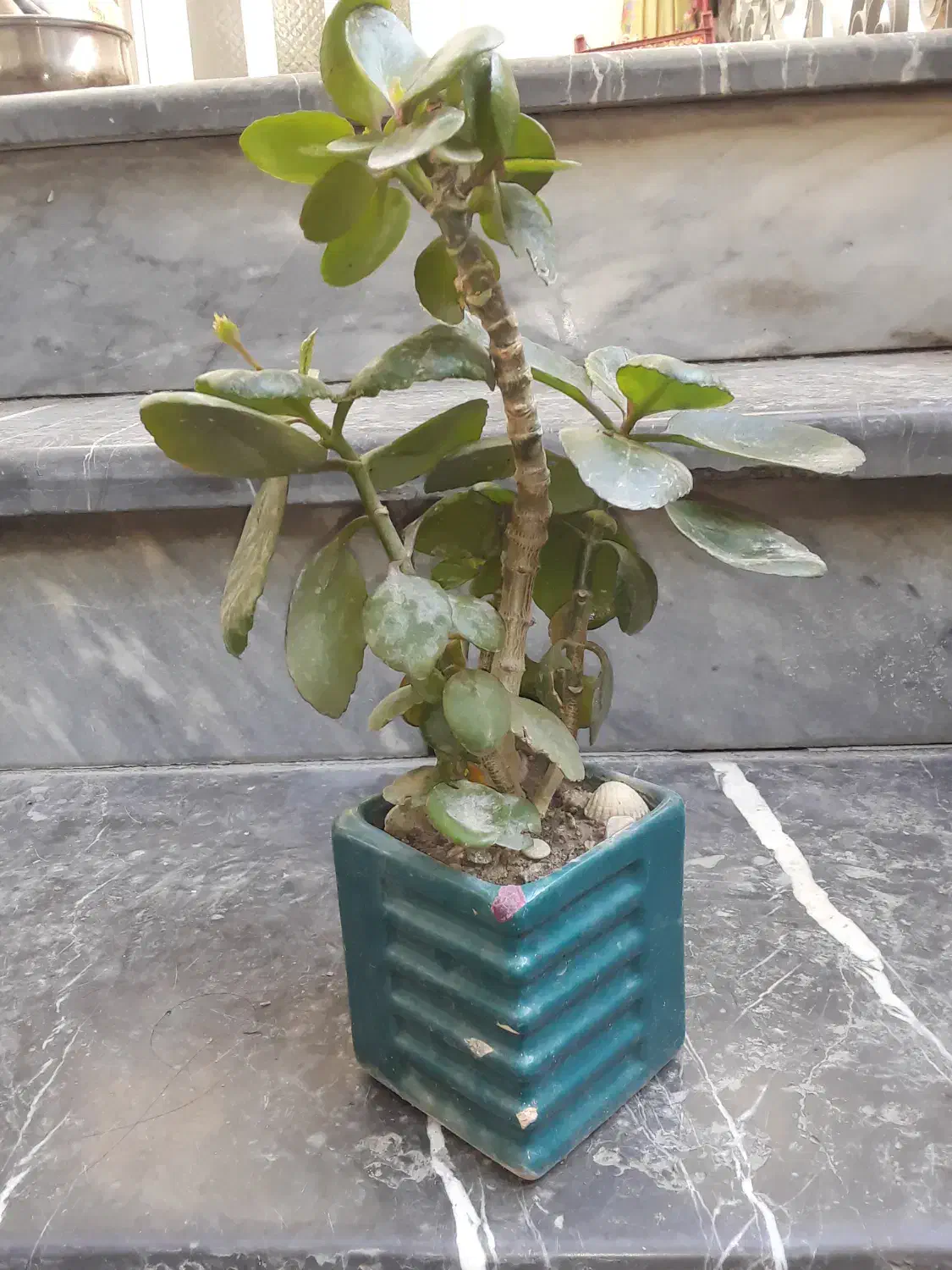 گل داریم|گل و گیاه طبیعی|گرگان, |دیوار