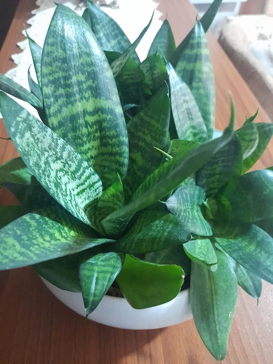 گل اپارتمانی|گل و گیاه طبیعی|ورامین, ورامین|دیوار