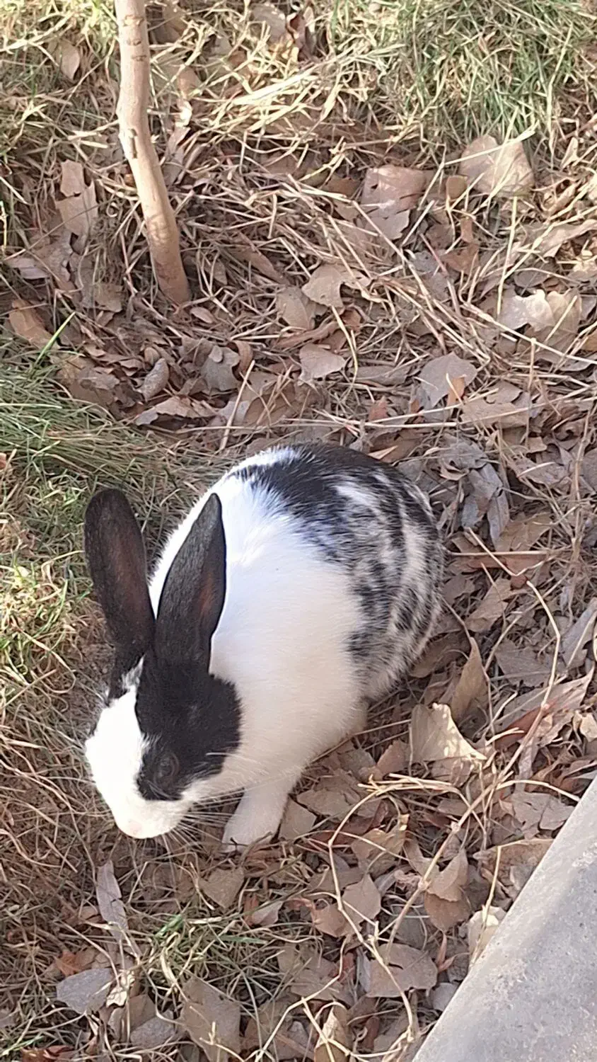 سلام یه خرگوش|موش و خرگوش|صفادشت, |دیوار