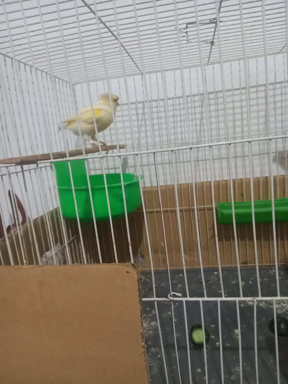 سلام ماده آماده هست به شرط تخم|پرنده|رشتخوار, |دیوار