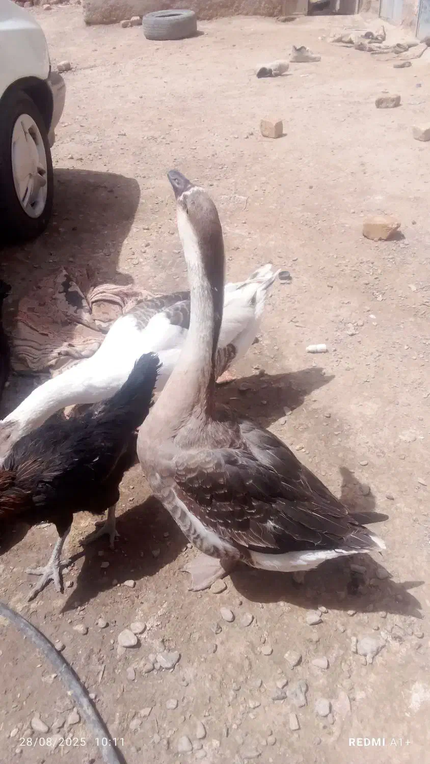 غاز|حیوانات مزرعه|زابل, |دیوار