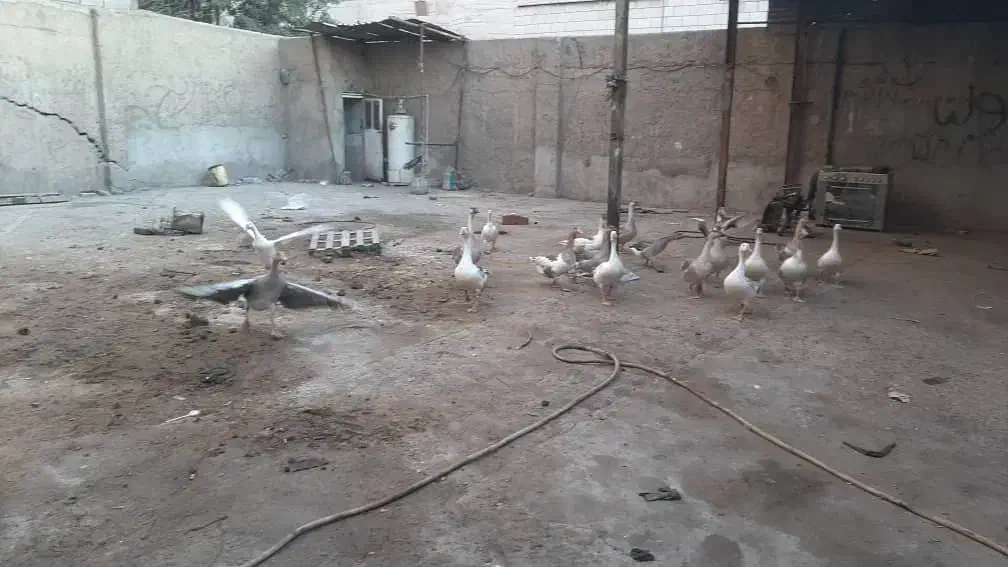 غار|حیوانات مزرعه|تهران, اتابک|دیوار