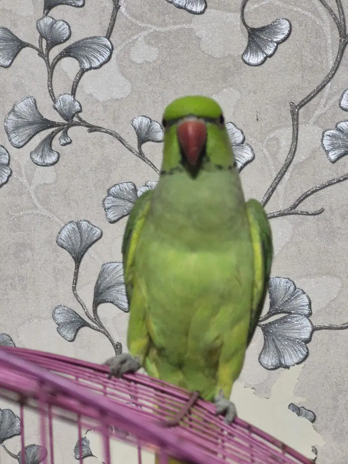 طوطی ملنگو|پرنده|قم, شاه سید علی|دیوار