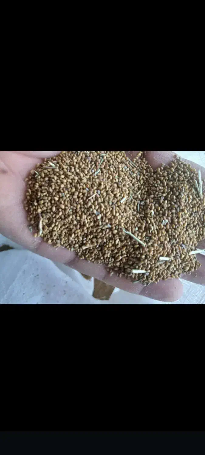 یونجه تضمینی محلی|عمده‌فروشی|جیرفت, |دیوار