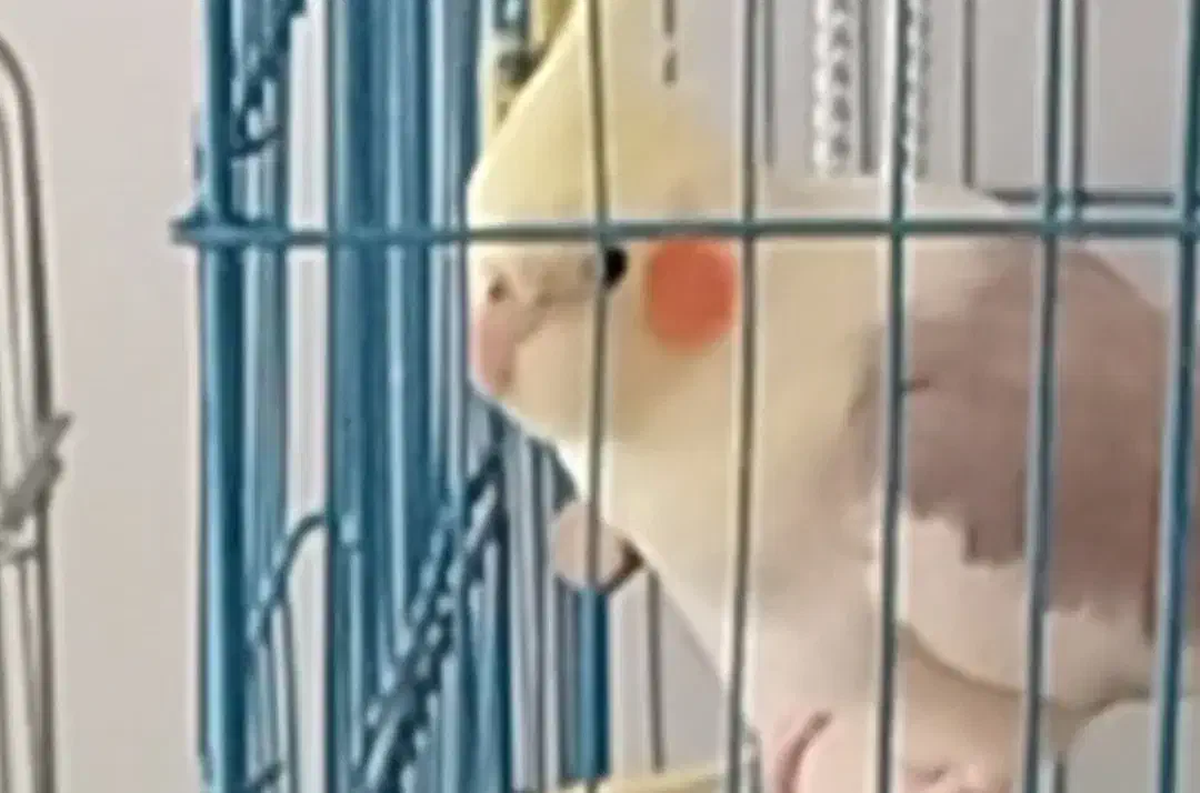 گمشده عروس هلندی|حیوانات|پاکدشت, پاکدشت (مامازند)|دیوار