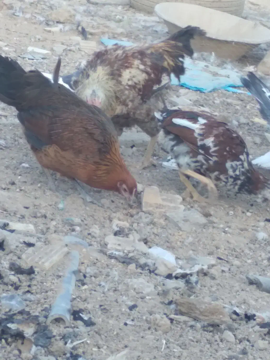 مرغ تخمگذار|حیوانات مزرعه|فولادشهر, A4|دیوار