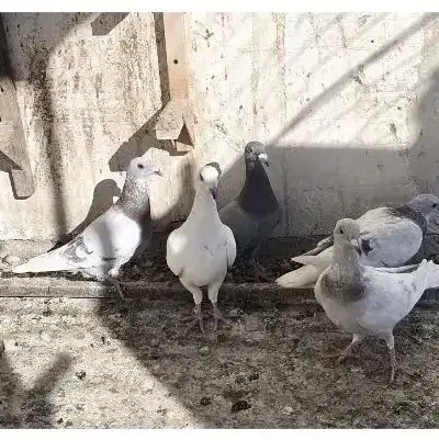 6تا جوجه پلاکی غوره ای|پرنده|شیراز, شهرک مهدیه|دیوار