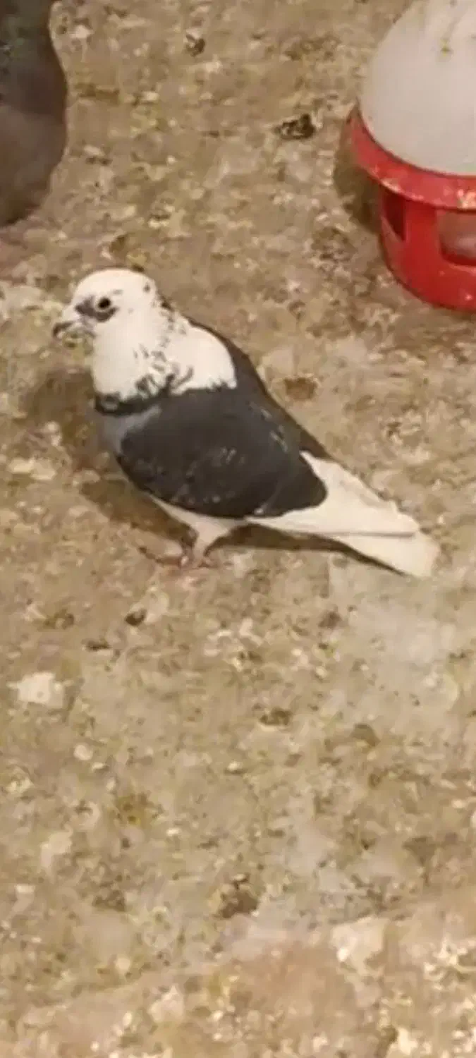 گمشده|حیوانات|سبزوار, جوادیه غربی|دیوار