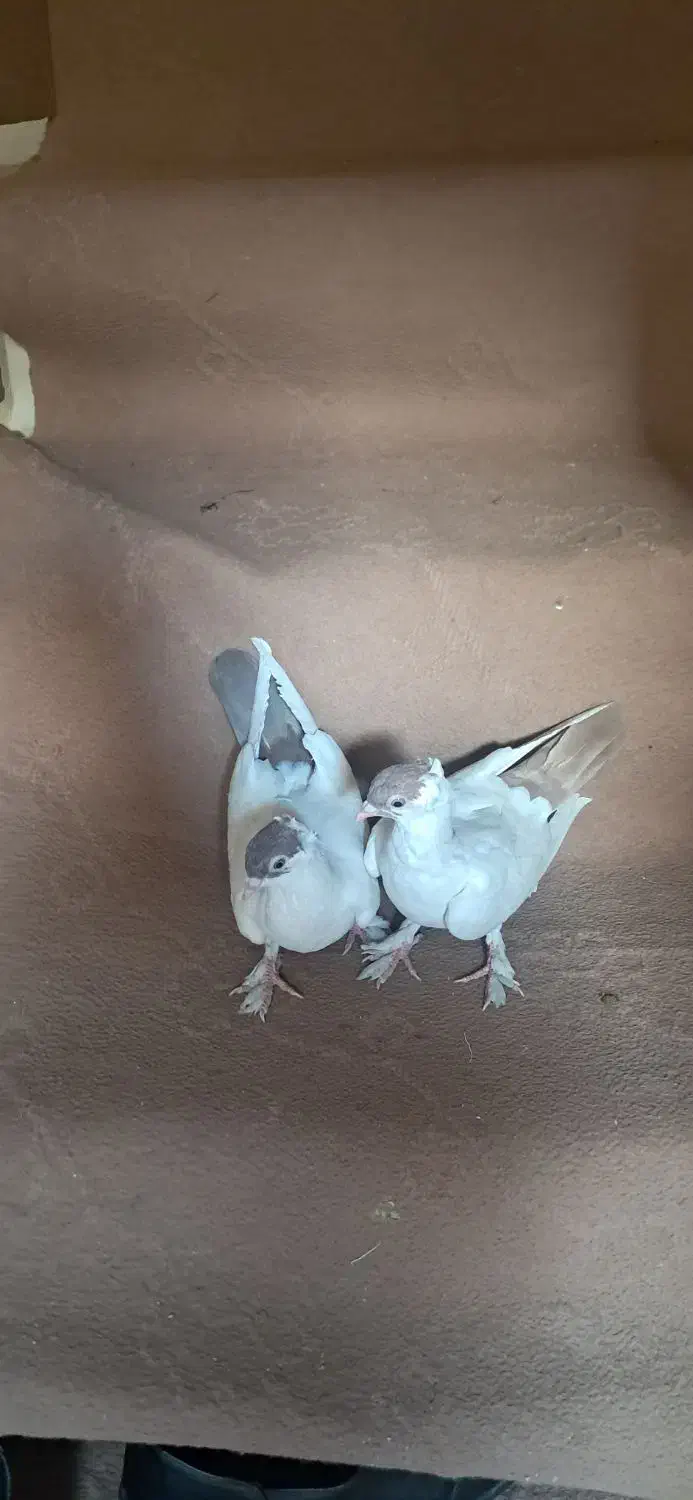 کبوتر|پرنده|قم, چهل درخت|دیوار