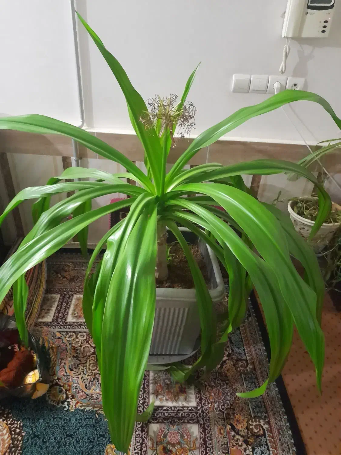 گل فروشی|گل و گیاه طبیعی|تربت‌حیدریه, فرمانداری|دیوار