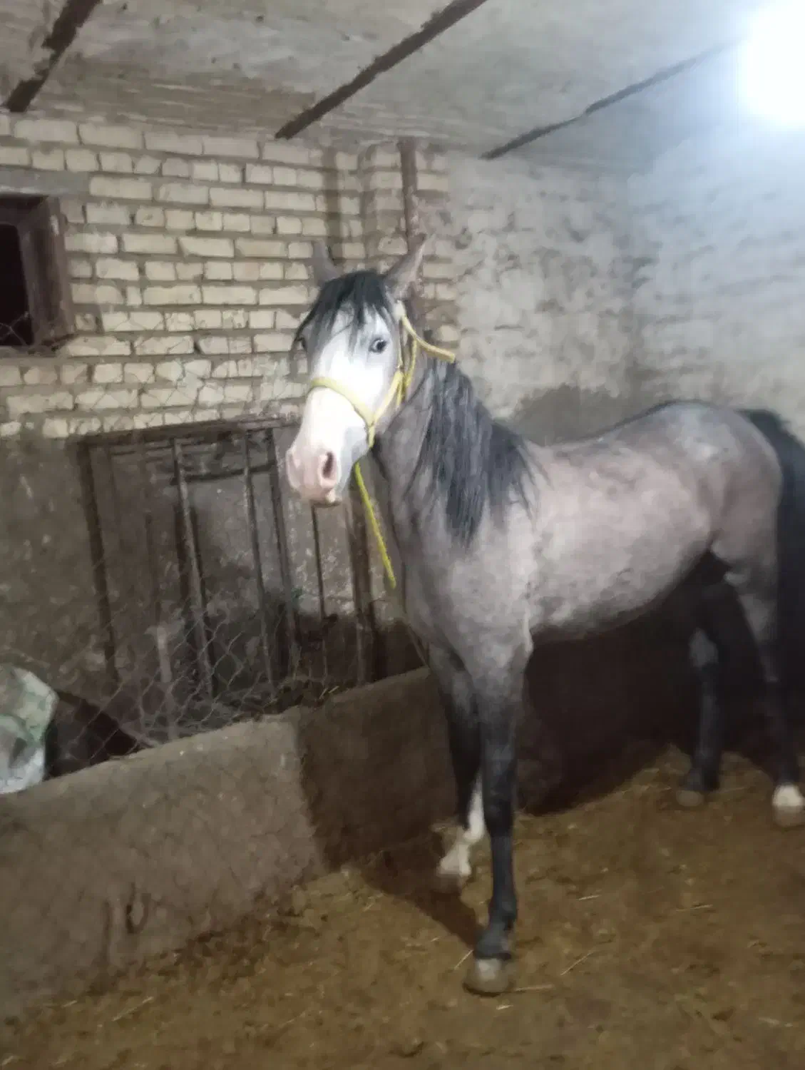 اسب ماده|اسب و تجهیزات اسب‌سواری|ارومیه, |دیوار