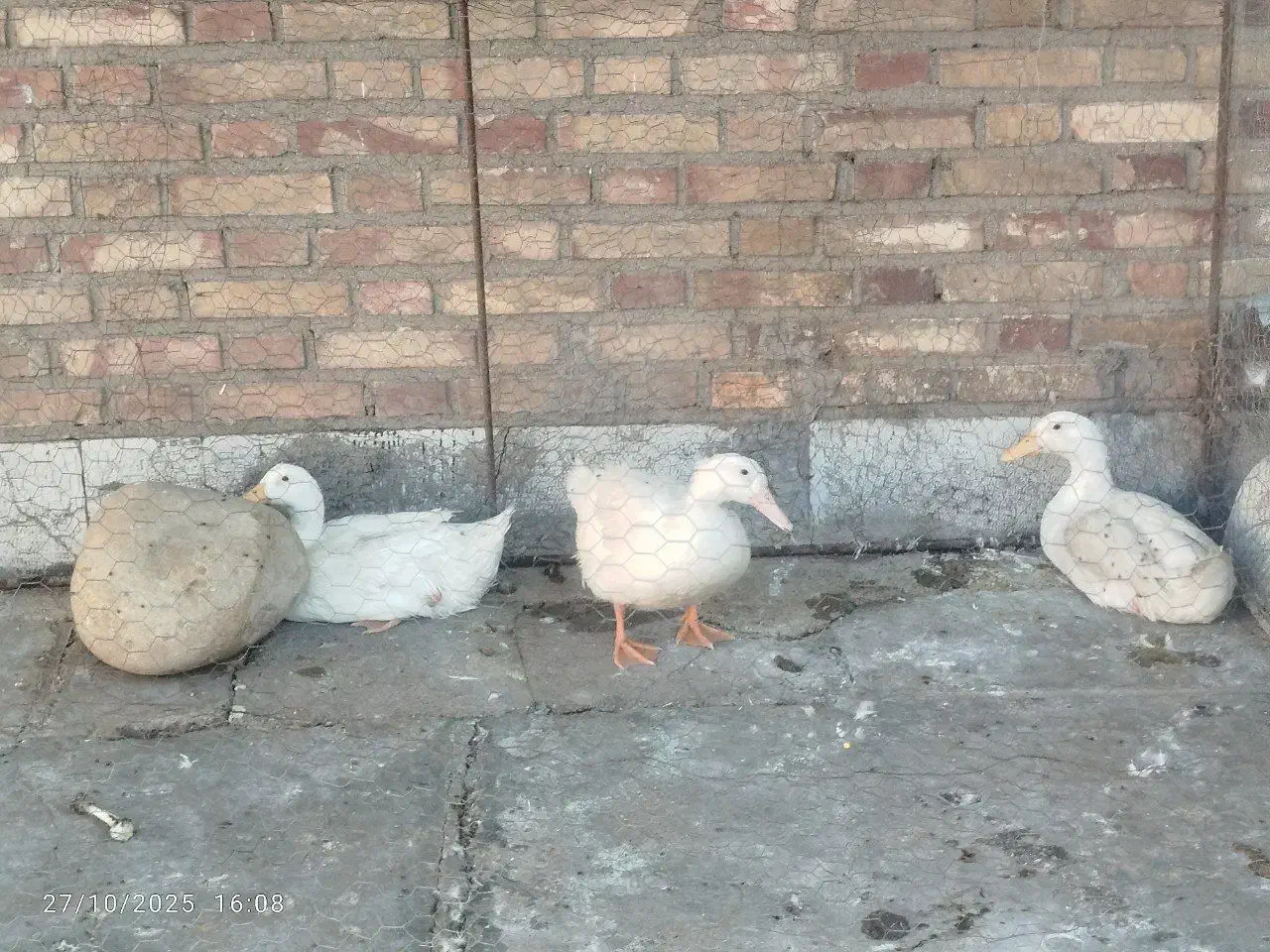 اردک سرحال|حیوانات مزرعه|اندیمشک, |دیوار