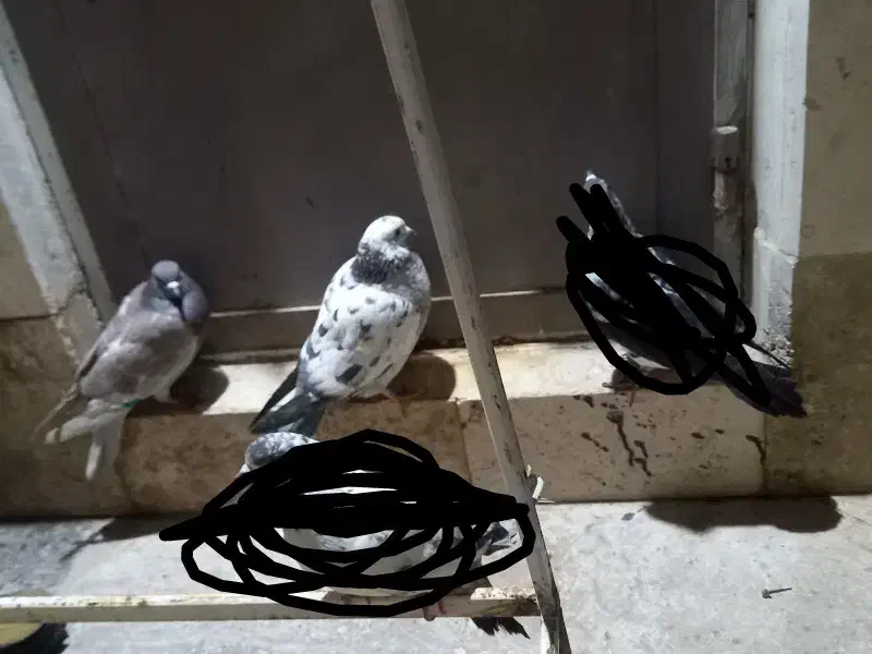 کبوتر|پرنده|قم, نیروگاه|دیوار