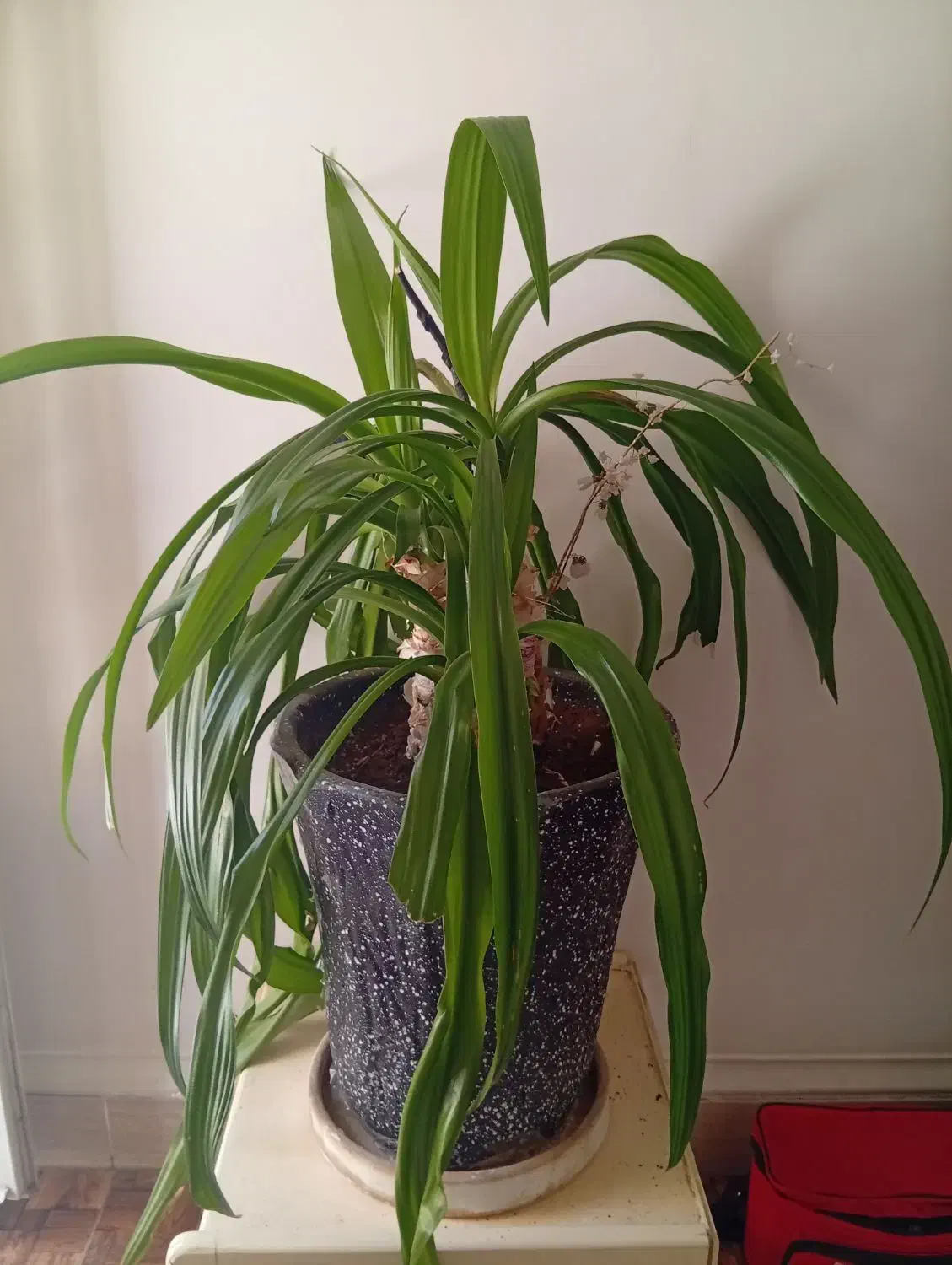 گل سوسن|گل و گیاه طبیعی|سیرجان, |دیوار