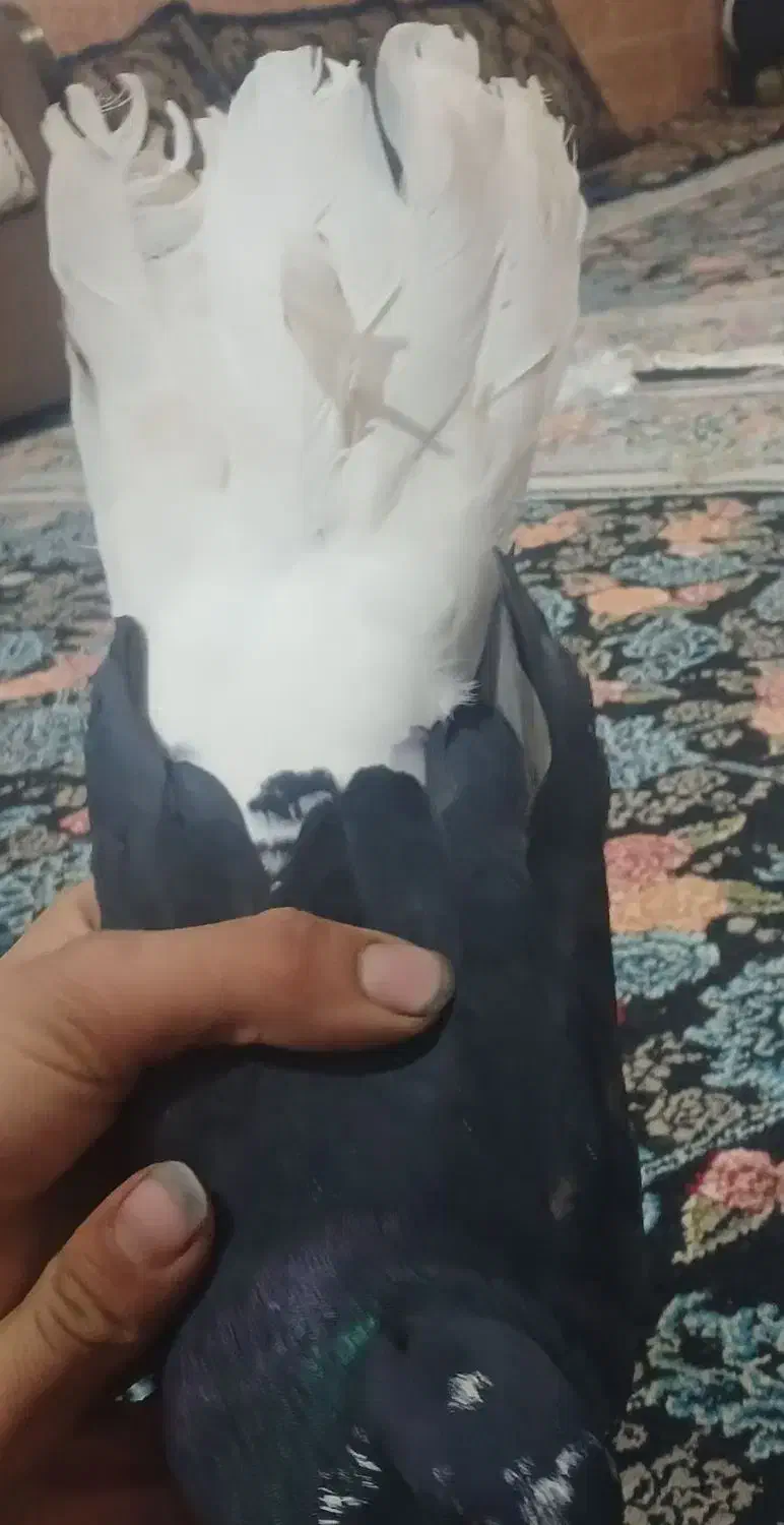 جفت زاغ دم سفید کلایی|پرنده|جیرفت, |دیوار