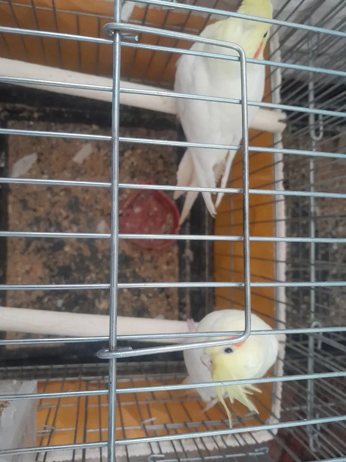 عروس هلندی|پرنده|مهریز, |دیوار