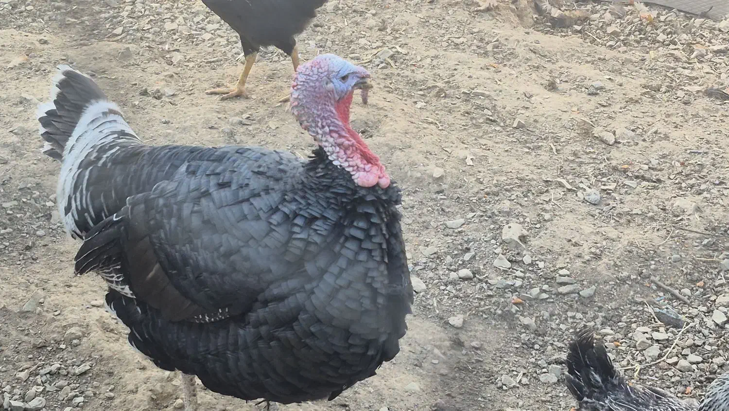 قوغاز اوکراینی و بوقلمون رسمی|حیوانات مزرعه|تهران, علم و صنعت|دیوار