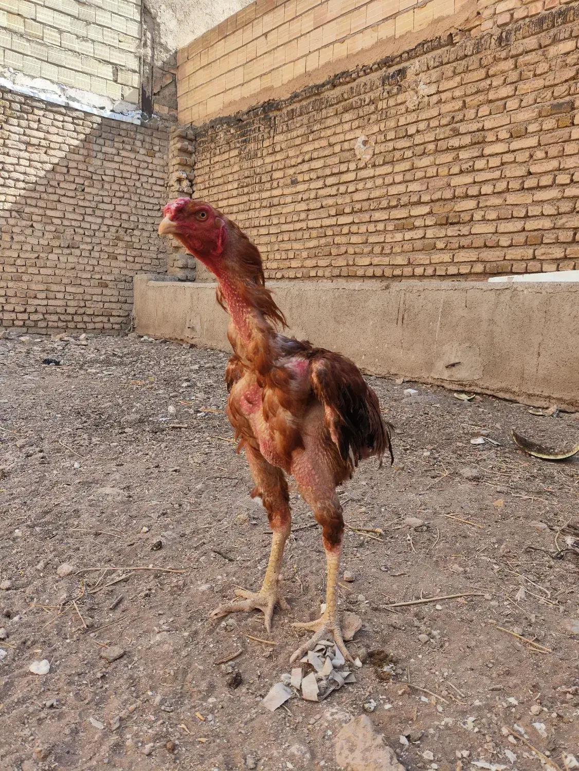 خروس لاری نسل|حیوانات مزرعه|خرمدره, |دیوار