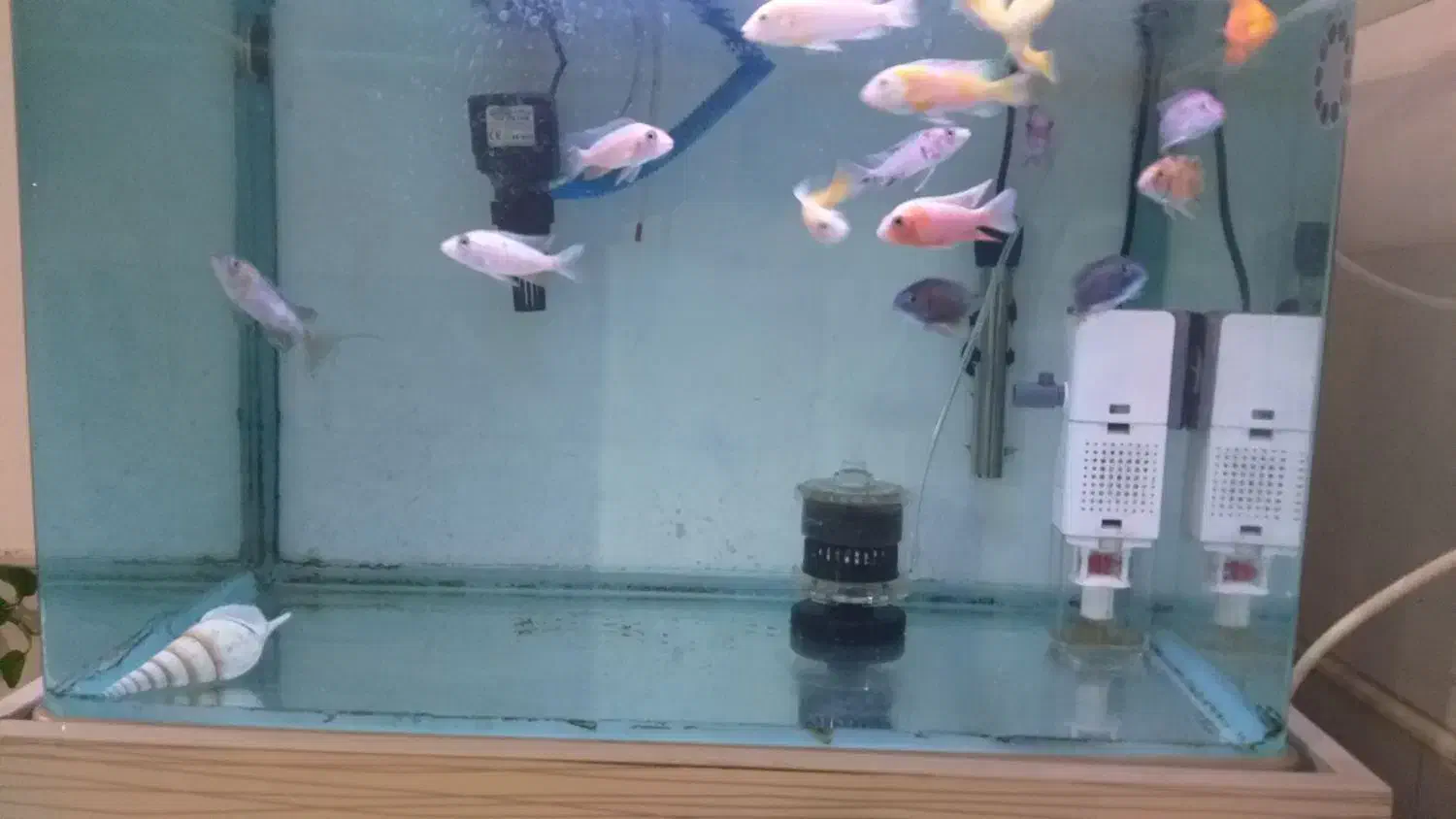 اکواریوم|ماهی|کاشان, فاز ۲ ناجی آباد|دیوار