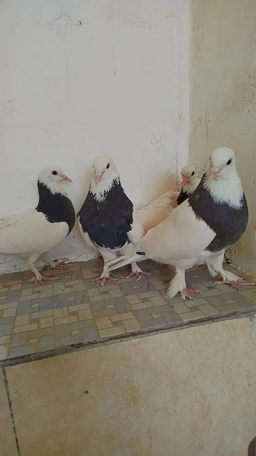 طوقی و دم سفید|پرنده|بیرجند, |دیوار