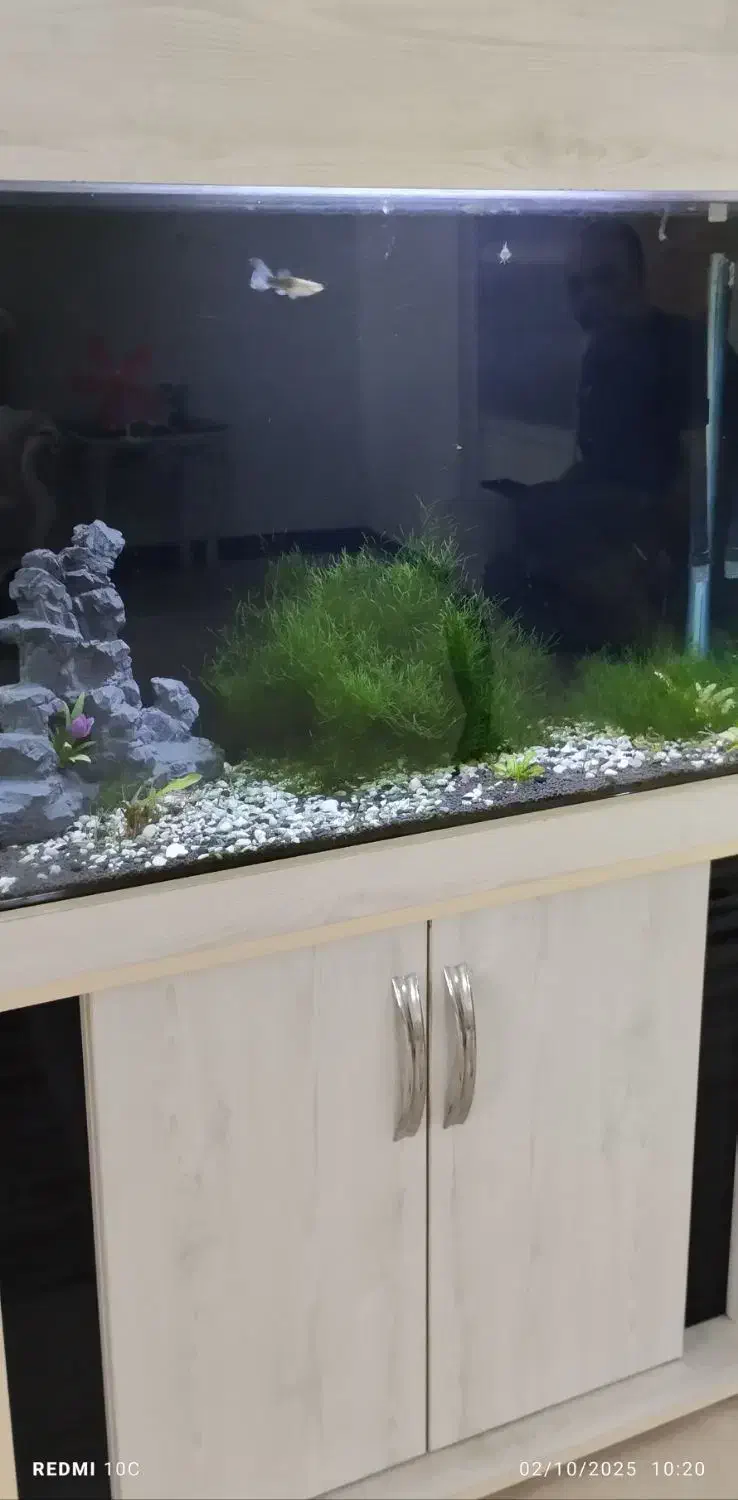 آکواریوم|ماهی|قرچک, داوود آباد|دیوار