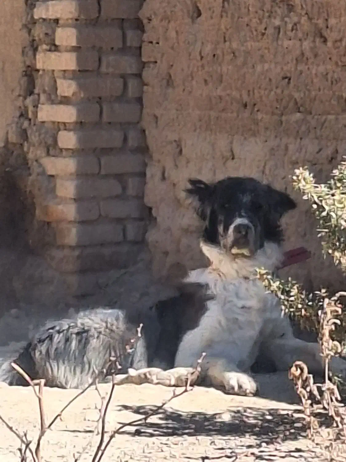 نربدردبخور|سگ|بلداجی, |دیوار