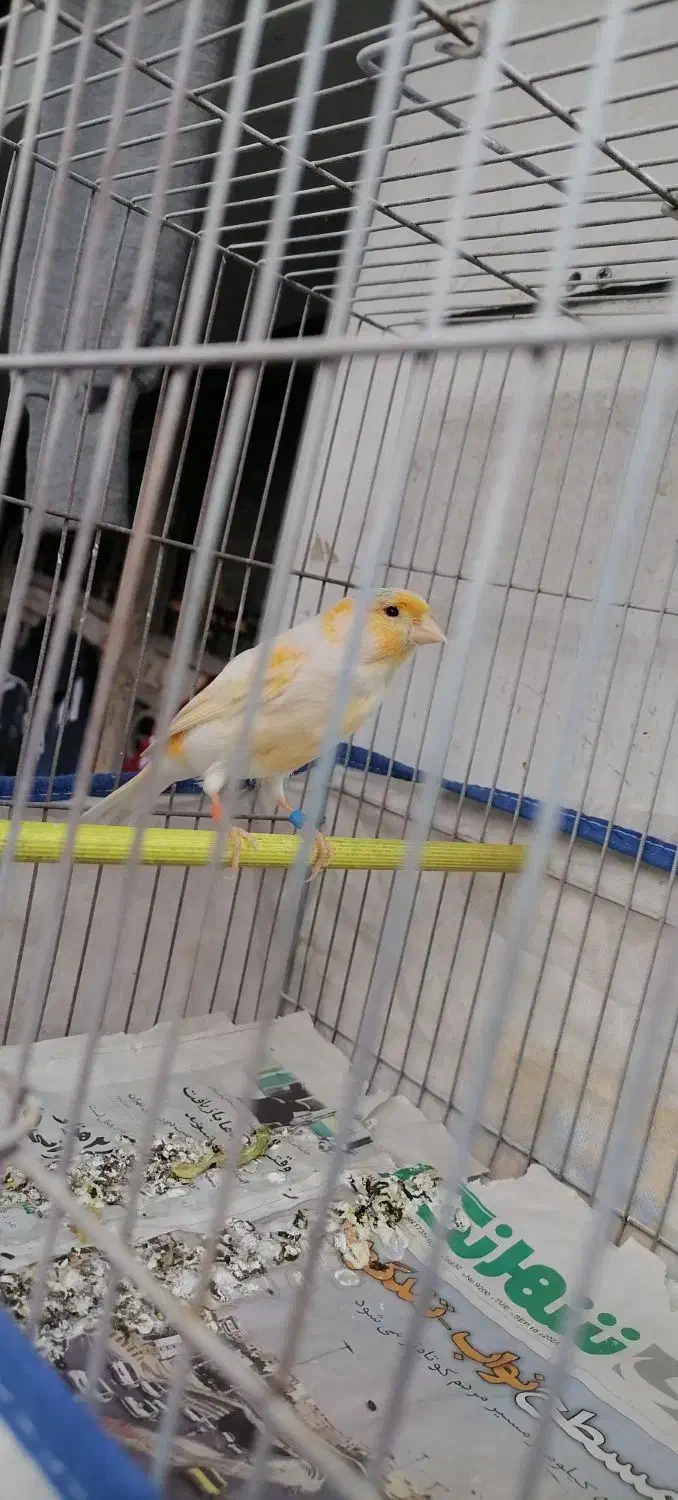 قناری نر قرص شلاقی بخون|پرنده|تهران, زهتابی|دیوار