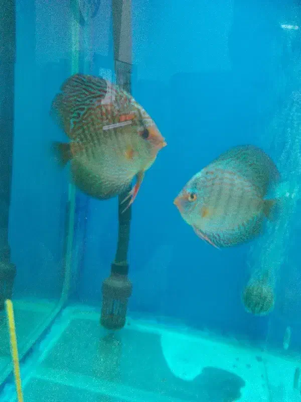 دیسکس|ماهی|شهریار, شهرک سازمانی ظفر|دیوار