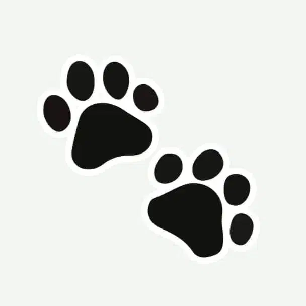 سگ پیدا شده|سگ|بومهن, |دیوار