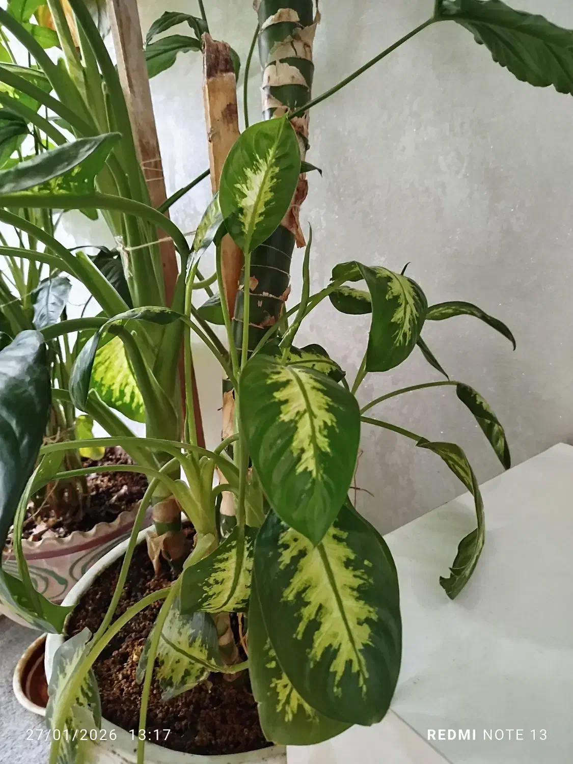 گل دفین باخیا آپارتمانی|گل و گیاه طبیعی|مشهد, شهید معقول|دیوار