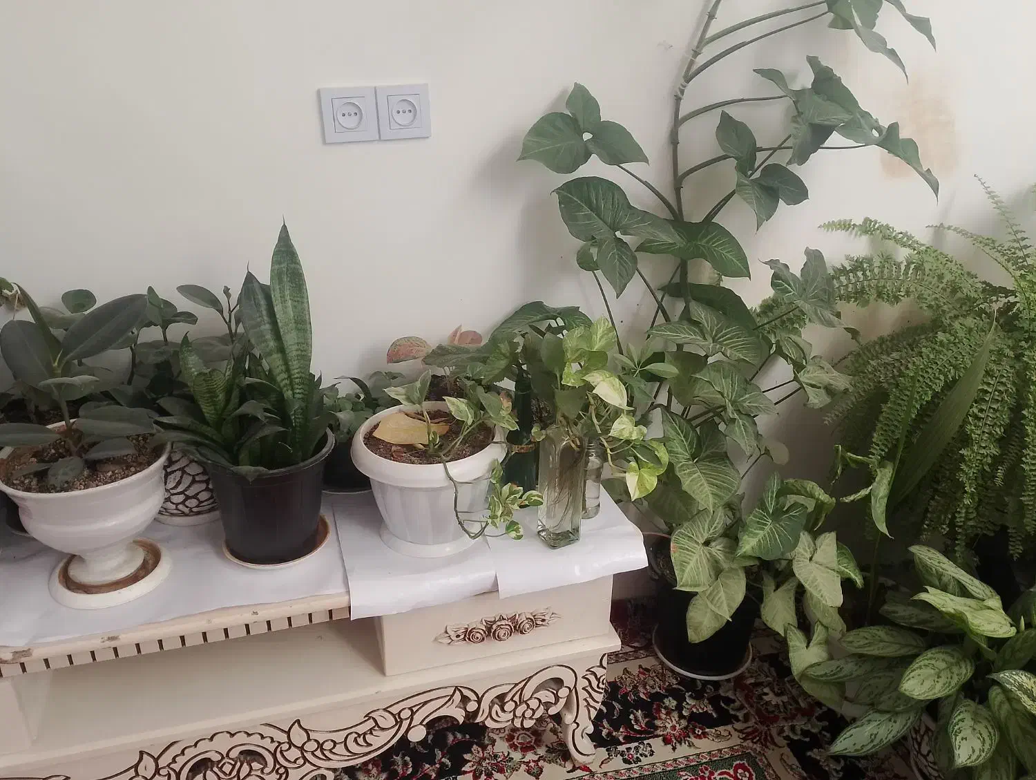 گل های فروشی|گل و گیاه طبیعی|چناران, |دیوار