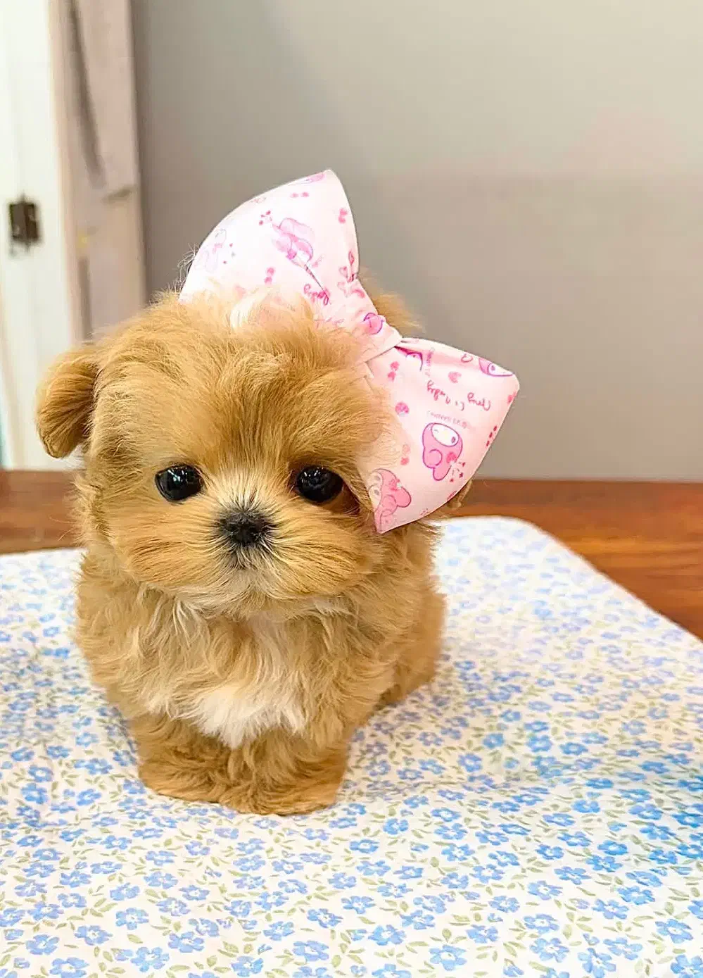 پودل عروسکی مالتیز عروسکی خانگی جیبی مینیاتوری|سگ|تهران, منیریه|دیوار