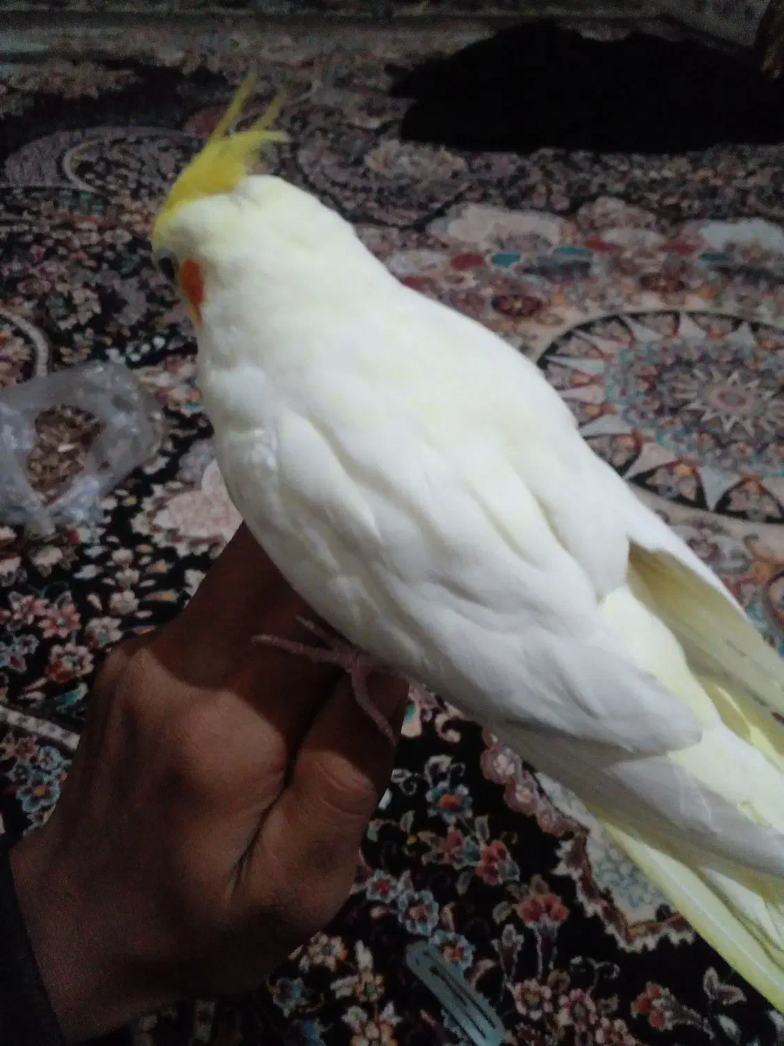 عروس دستی|پرنده|سراوان, |دیوار