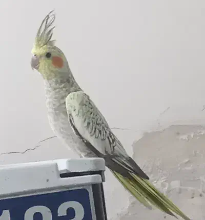 عروس هلندی دستی|پرنده|قشم, |دیوار